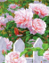 GX 23190 Нежные розы в саду