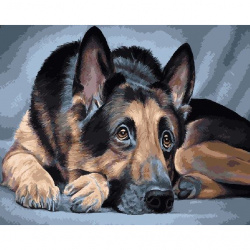 GX 5637 Овчарка