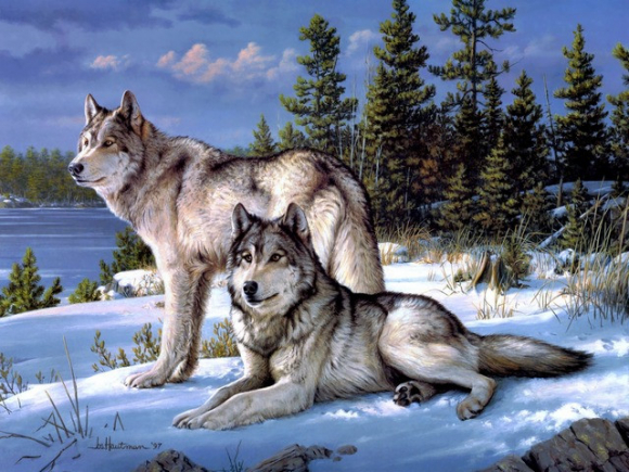 Волки у зимней реки