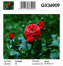 GX 36909 GX 36909