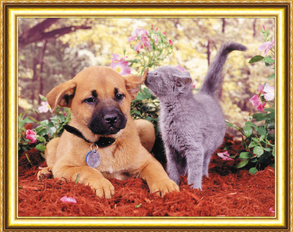 HWA2938  Щенок и кот