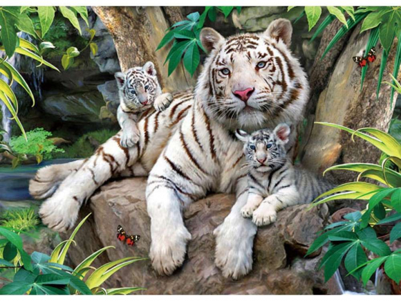 Бенгальская тигрица с тигрятами