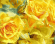 GX 22045 Желтые розы